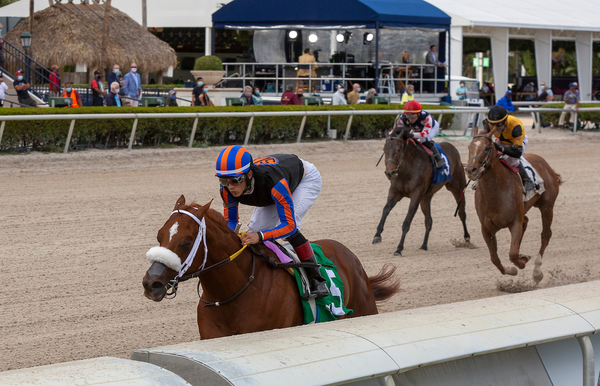 Meet the Contenders 2023 Florida Derby Xpressbet